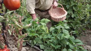 How is Your Vegetable Garden Looking This Month